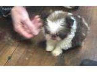 Mutt Puppy for sale in Gordo, AL, USA