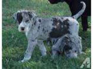 Great Dane Puppy for sale in STEPHENVILLE, TX, USA
