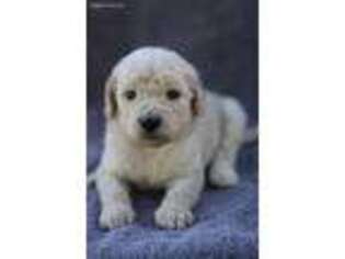 Labradoodle Puppy for sale in Etowah, TN, USA