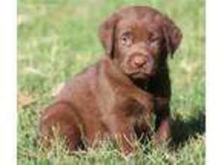 Labrador Retriever Puppy for sale in Fairfax, VA, USA