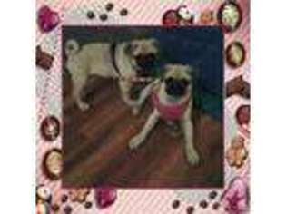 Pug Puppy for sale in RENO, NV, USA