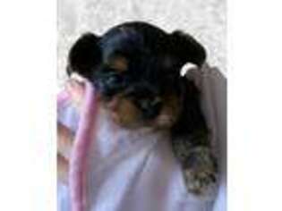 Yorkshire Terrier Puppy for sale in Hudson, FL, USA