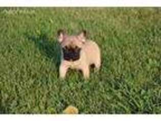 French Bulldog Puppy for sale in Pulaski, IA, USA