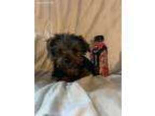 Yorkshire Terrier Puppy for sale in Rattan, OK, USA