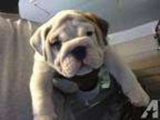 Bulldog Puppy for sale in WILLINGBORO, NJ, USA