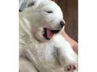 Samoyed Puppy for sale in Dundee, NY, USA