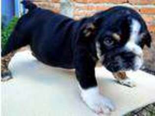 Bulldog Puppy for sale in Palm Springs, CA, USA