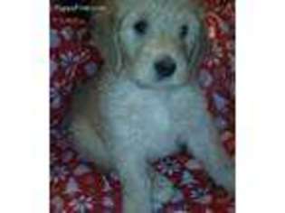 Goldendoodle Puppy for sale in Millington, MI, USA