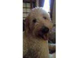 Goldendoodle Puppy for sale in Prospect, OH, USA