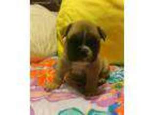 Puppyfinder Com French Bulldog Puppies Puppies For Sale Near Me In Monroe Louisiana Usa Page 1 Displays 10