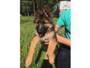 German Shepherd Dog Puppy for sale in Kent, WA, USA