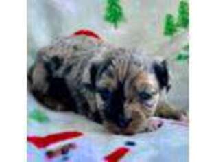 Mutt Puppy for sale in Tallahassee, FL, USA