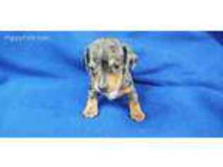 Dachshund Puppy for sale in Kit Carson, CO, USA