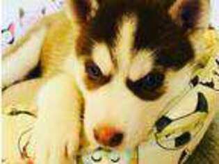 Siberian Husky Puppy for sale in Lihue, HI, USA