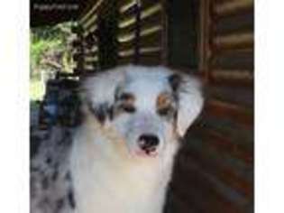 Australian Shepherd Puppy for sale in Valley View, TX, USA