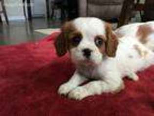 Cavalier King Charles Spaniel Puppy for sale in Waco, TX, USA