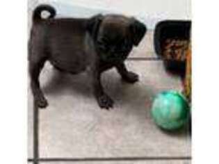 Pug Puppy for sale in Somerville, AL, USA