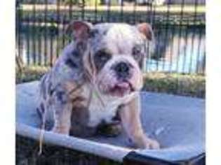 Bulldog Puppy for sale in Orlando, FL, USA