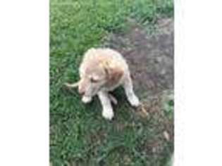 Chesapeake Bay Retriever Puppy for sale in Iowa, LA, USA