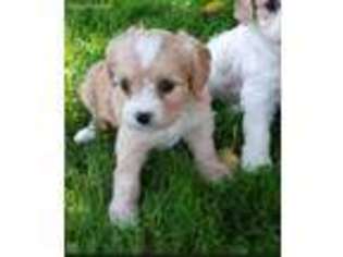Cavachon Puppy for sale in Tuckerton, NJ, USA
