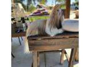 Mutt Puppy for sale in Paso Robles, CA, USA