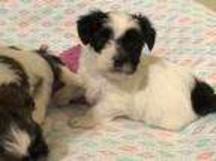Shih-Poo Puppy for sale in Pensacola, FL, USA