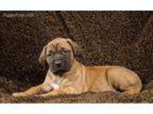 Mastiff Puppy for sale in Germantown, OH, USA