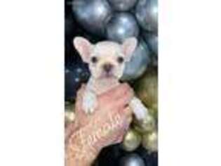 French Bulldog Puppy for sale in Bellville, TX, USA