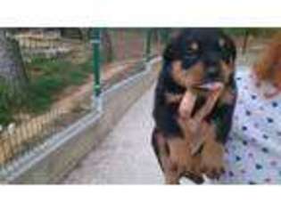 Rottweiler Puppy for sale in Broad Run, VA, USA