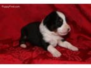 Miniature Australian Shepherd Puppy for sale in Marlow, OK, USA