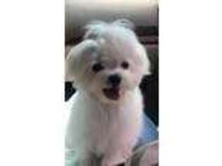 Maltese Puppy for sale in Murphy, NC, USA