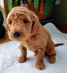 Labradoodle Puppy for sale in Deer Park, WA, USA