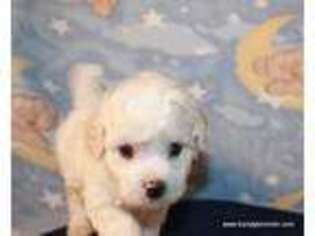 Mutt Puppy for sale in Maitland, MO, USA