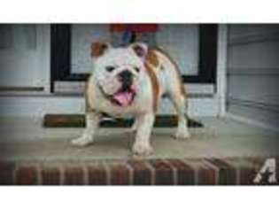 Bulldog Puppy for sale in NASHVILLE, NC, USA