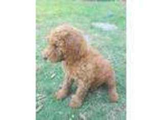 Goldendoodle Puppy for sale in Decatur, TX, USA