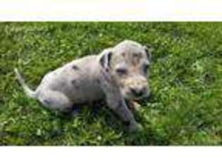 Great Dane Puppy for sale in Kalamazoo, MI, USA