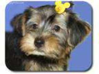 Shorkie Tzu Puppy for sale in Lena, WI, USA