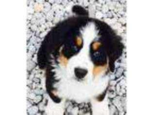Bernese Mountain Dog Puppy for sale in Clarkston, UT, USA