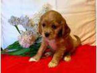Cocker Spaniel Puppy for sale in Holyoke, MA, USA