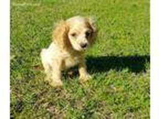 Cocker Spaniel Puppy for sale in Avery, TX, USA