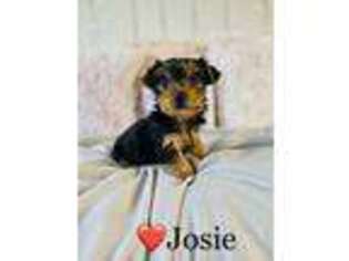 Yorkshire Terrier Puppy for sale in Cookeville, TN, USA