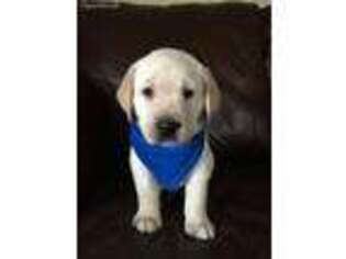 Labrador Retriever Puppy for sale in Devine, TX, USA