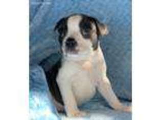 Boston Terrier Puppy for sale in Winton, CA, USA