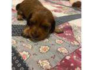 Dachshund Puppy for sale in Shade Gap, PA, USA