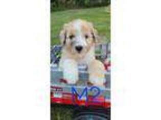 Mutt Puppy for sale in Denison, IA, USA