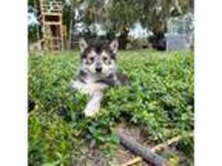 Siberian Husky Puppy for sale in Sarasota, FL, USA