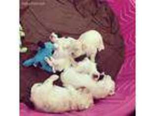 Havanese Puppy for sale in Daytona Beach, FL, USA