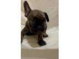 French Bulldog Puppy for sale in Silver Spring, MD, USA