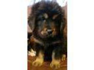 Tibetan Mastiff Puppy for sale in Harcourt, IA, USA