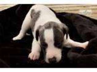 Whippet Puppy for sale in Fort Worth, TX, USA